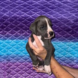 Pennywise - Blue and white male Great Dane puppy in Orange Grove, Texas from Shadow Veil Dane’s