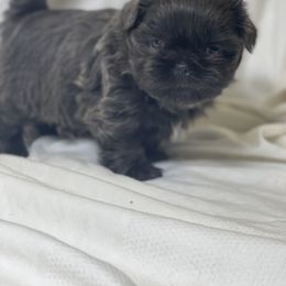 Denim - Blue male Shih Tzu puppy in Riverside, California from Be Dazzled Shihtzu