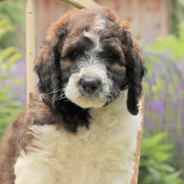 Saint Berdoodles from Mason Creek Saint Berdoodles, LLC