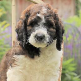 Saint Berdoodles from Mason Creek Saint Berdoodles, LLC