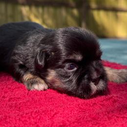 Female 2 - Chocolate and tan female Shih Tzu puppy in Mobile, Alabama from FluffyTail Shih Tzu