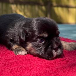 Female 2 - Chocolate and tan female Shih Tzu puppy in Mobile, Alabama from FluffyTail Shih Tzu