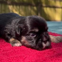 Female 2 - Chocolate and tan female Shih Tzu puppy in Mobile, Alabama from FluffyTail Shih Tzu