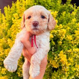 Lainey (Wilson) - Caramel cream female Australian Labradoodle puppy in Millville, California from Hope Lane Kennels