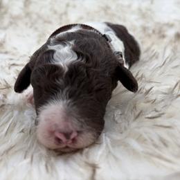 Poodle Puppies from Wild Suns Farm