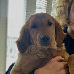 Brave - Golden Retriever