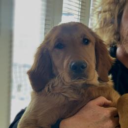 Brave - Golden Retriever