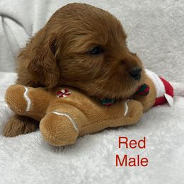 Red collar male - Red  male Goldendoodle puppy in Etowah, North Carolina from Lance Doodle Farm