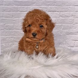 Simba (AKC) - Red  male Poodle puppy in Riverside, California from Red Toy Poodle World