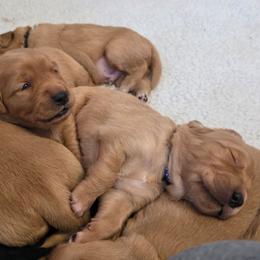 Boy 2 - Dark golden male Golden Retriever puppy in Albany, Oregon from Sutter Bay Retrievers