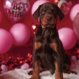 Doberman Pinscher and Labrador Retriever Puppies from GFDutton Retrievers & Dalla Grazia Dobermans