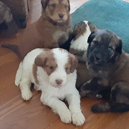 Aussiedoodle, Australian Shepherd, and Golden Retriever Puppies from Hope & Joy Acres
