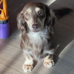 Dachshunds from RG Mini Dachshunds