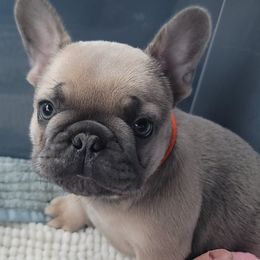 French Bulldog Puppies from Emeraldfrenchies