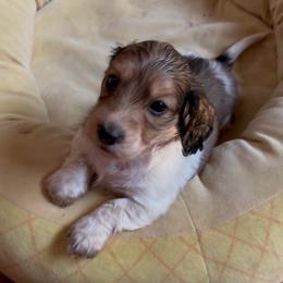 Pilot - Piebald male Dachshund puppy in Spencer, Ohio from JAM Doxies
