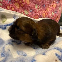 Rocket - Chocolate and tan male Shih Tzu puppy in Brevard, North Carolina from House of Little Lions
