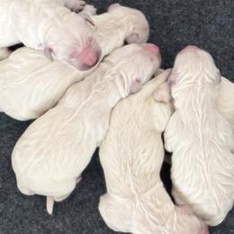 Girl 1 - Light golden female Golden Retriever puppy in Manti, Utah from Arrowhead Kennels