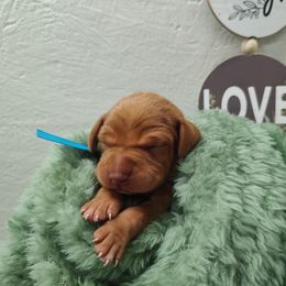 Mr. Blue - Golden rust male Vizsla puppy in Lexington, Kentucky from Summit Vizsla (we can deliver to you)