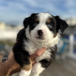 Miniature Australian Shepherd Puppies from All That Auss Mini Aussies