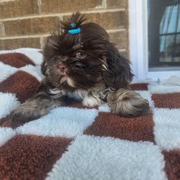 Reece Cup - Black and white male Shih Tzu puppy in Vernon, Texas from Fru Fru's Shih Tzus