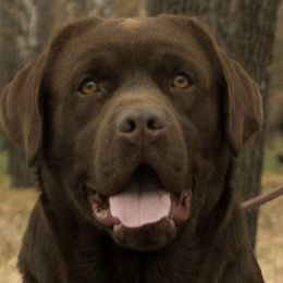 Labrador Retrievers from Triple H Farm