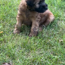 Soft Coated Wheaten Terrier Puppies from Wagging Wheatens