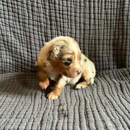 Jack - Blue merle male Australian Shepherd puppy in Hillsboro, Oregon from A&D Australian Shepherds