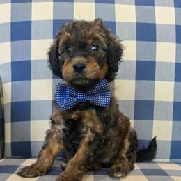 Andy - Sable male Bernedoodle puppy in Galt, Missouri from Only Doodles!