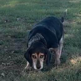 Betty - Beagle