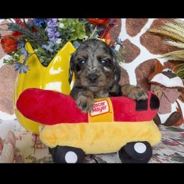 Girl 2 - Dapple female Dachshund puppy in Floresville, Texas from Muddy River Dachshunds