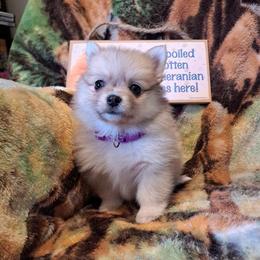 GOLDIE Girl 3 - White female Pomeranian puppy in Lore City, Ohio from Tonia's Pomeranians