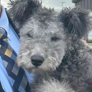 Kuvaszok and Pumik from Ederra (Kuvasz and Pumi)