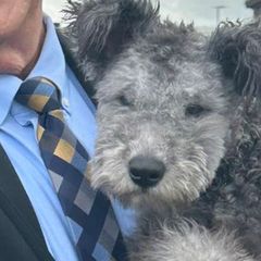 Kuvaszok and Pumik from Ederra (Kuvasz and Pumi)