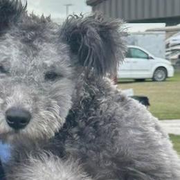 Kuvaszok and Pumik from Ederra (Kuvasz and Pumi)
