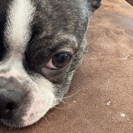 Boston Terriers from Itty Bitty Boston & Chi Co