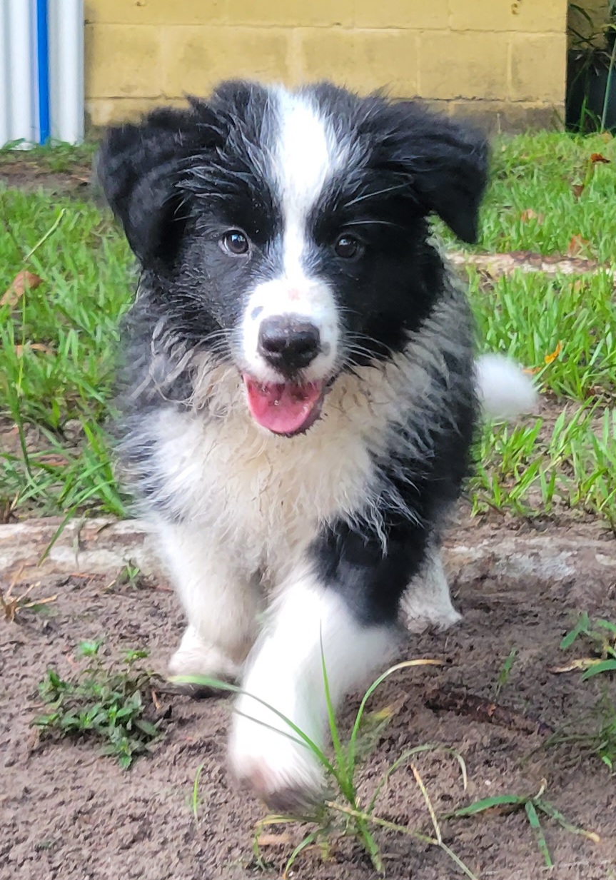 Border Collie Puppies from Lucky For You Floridian Border Collies