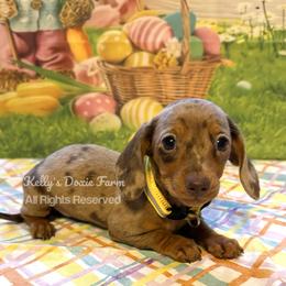 Chocolate and Tan Dapple Female Smooth Yellow Collar - Chocolate and tan female Dachshund puppy in Cleveland, Tennessee from Kelly's Doxie Farm
