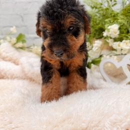 Green Male - Black and tan male Welsh Terrier puppy in Marshallville, Ohio from Anne's Pups