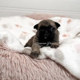 Rosie - Fawn female Pug puppy in Shady Hills, Florida from Premium Pugs
