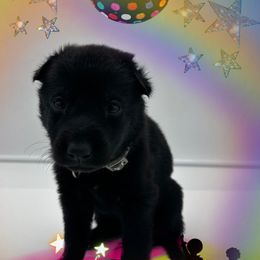 German Shepherd Puppies from Devon Rugerio's German Shepherds