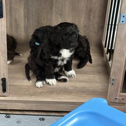 Blue - Black male Portuguese Water Dog puppy in Wakeman, Ohio from Red River Kennels