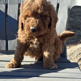 Bernedoodle Puppies from Katelyn Aubin