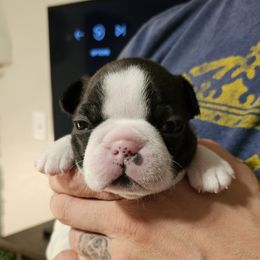 Boston Terrier Puppies from Little Daemons Boston Terriers