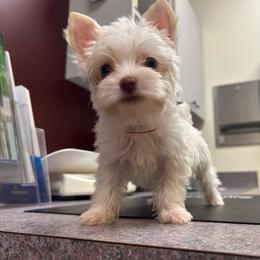 Mark -Akc - Parti male Yorkshire Terrier puppy in Cleveland, Tennessee from Small Paws Yorkies