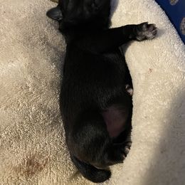 Schnoodle Puppies from Noodle Tings Puppies