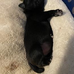Schnoodle Puppies from Noodle Tings Puppies