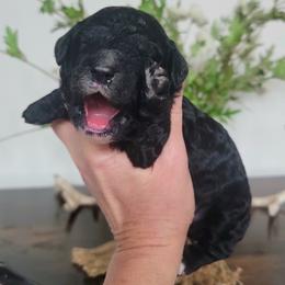Purple - Black female Goldendoodle puppy in Byron, Georgia from Southern Olive Doodles 🫒