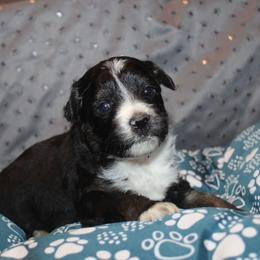 Van - Black tri-color male Aussiedoodle puppy in Loretto, Tennessee from K Kountry Farm
