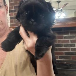 Mystique - Black and white female Shih Tzu puppy in Hickory, North Carolina from PAWSitive Breeders of the Carolinas