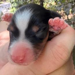 Pepper - Black tri-color female Australian Shepherd puppy in Inverness, Florida from Swamp Puppy Canine Kennel